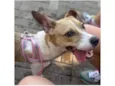 Bolinha