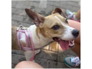 Cachorro raça SRD-ViraLata idade 7 a 11 meses nome Bolinha