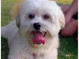 Pingo