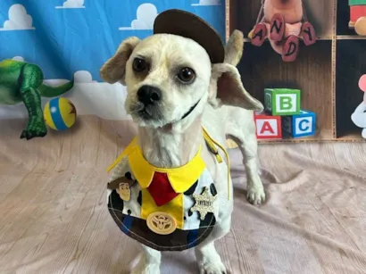 Cachorro raça SRD-ViraLata idade 3 anos nome Pingo