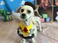 Pingo