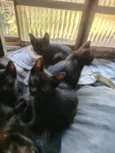 Pantera