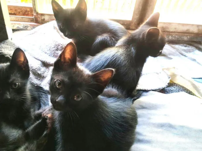 Gato ra a Exótico idade 2 a 6 meses nome Pantera 