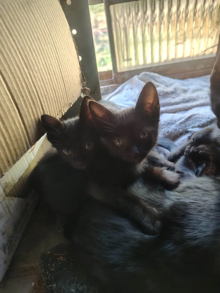 Gato ra a Exótico idade 2 a 6 meses nome Pantera 