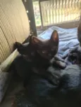 Pantera