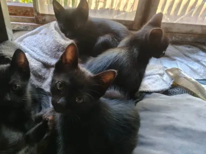 Gato raça Exótico idade 2 a 6 meses nome Pantera 