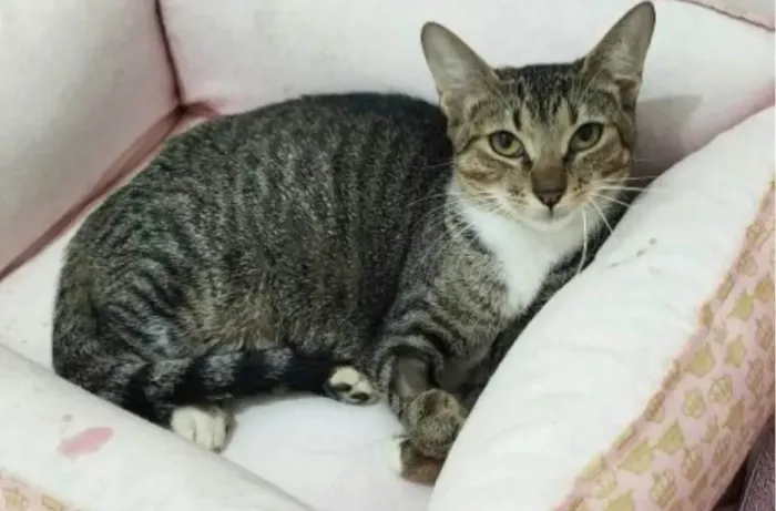 Gato ra a SRD-ViraLata idade 1 ano nome Manu