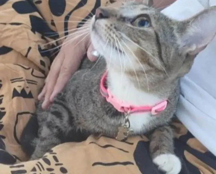 Gato ra a SRD-ViraLata idade 1 ano nome Manu