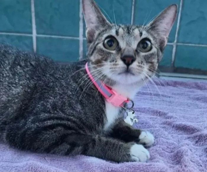 Gato ra a SRD-ViraLata idade 1 ano nome Manu