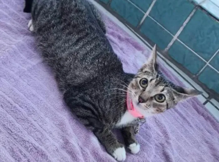 Gato ra a SRD-ViraLata idade 1 ano nome Manu