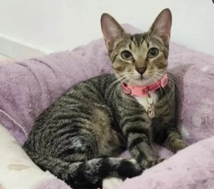 Gato ra a SRD-ViraLata idade 1 ano nome Manu
