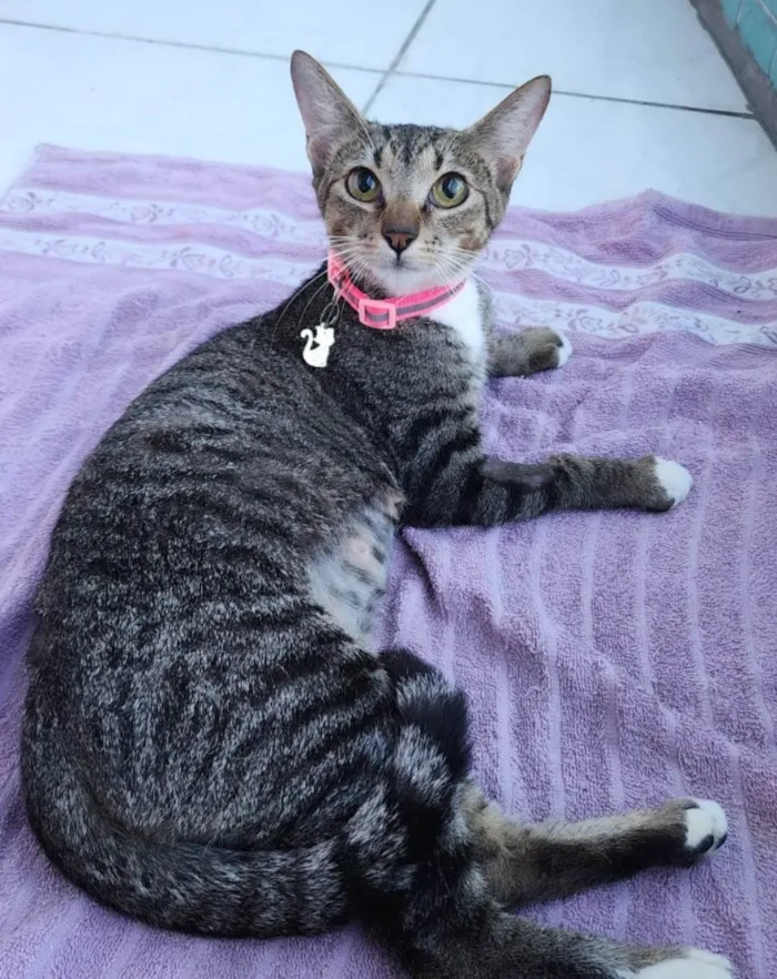 Gato ra a SRD-ViraLata idade 1 ano nome Manu