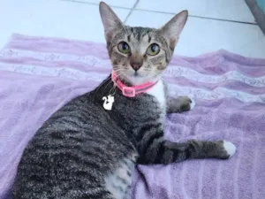 Gato raça SRD-ViraLata idade 1 ano nome Nala