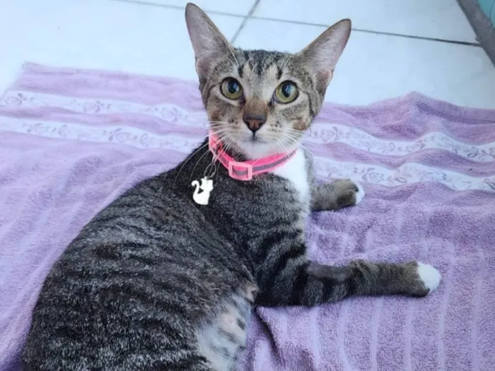 Gato ra a SRD-ViraLata idade 1 ano nome Manu