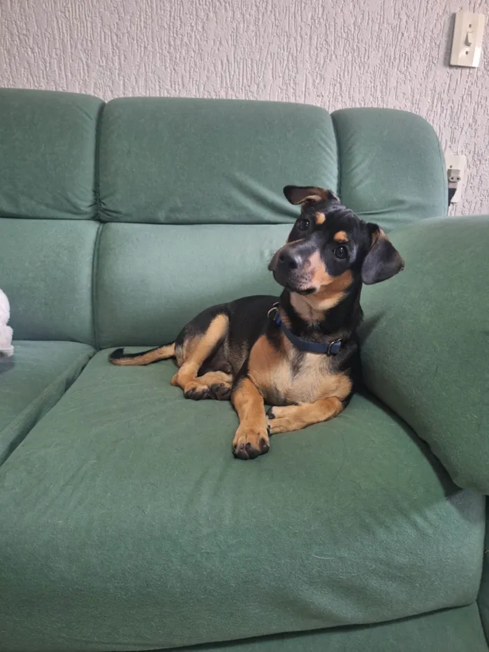 Cachorro ra a SRD-ViraLata idade 2 a 6 meses nome Lucky