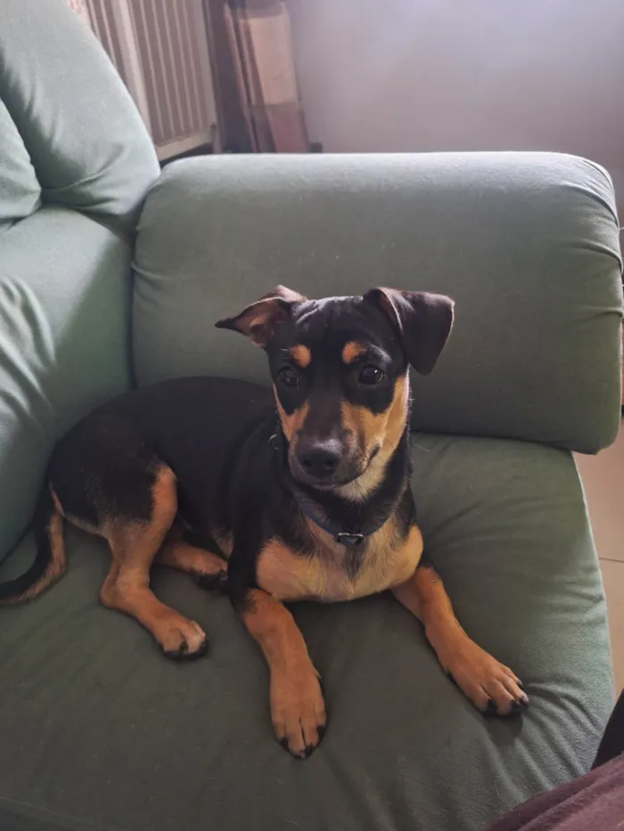 Cachorro ra a SRD-ViraLata idade 2 a 6 meses nome Lucky
