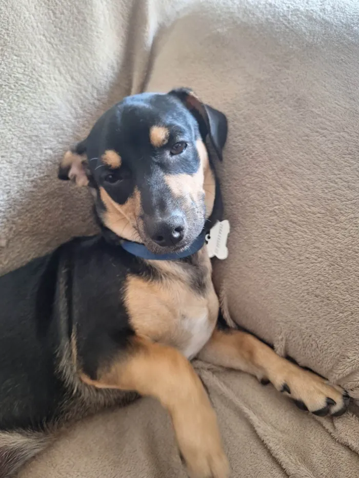 Cachorro ra a SRD-ViraLata idade 2 a 6 meses nome Lucky