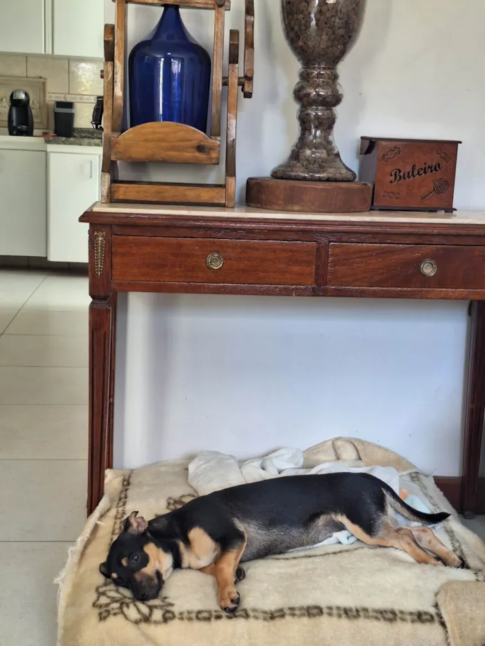 Cachorro ra a SRD-ViraLata idade 2 a 6 meses nome Lucky
