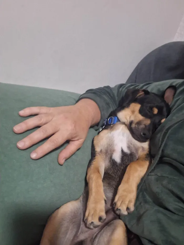 Cachorro ra a SRD-ViraLata idade 2 a 6 meses nome Lucky