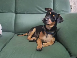 Cachorro raça SRD-ViraLata idade 2 a 6 meses nome Lucky