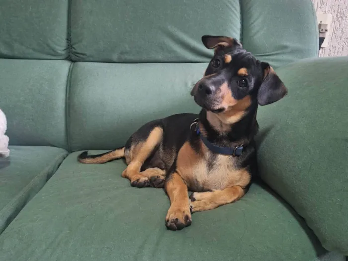 Cachorro ra a SRD-ViraLata idade 2 a 6 meses nome Lucky