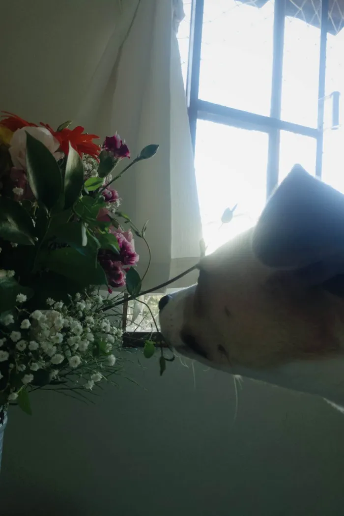 Cachorro ra a SRD-ViraLata idade 7 a 11 meses nome DOA-SE A QUITA!! ??