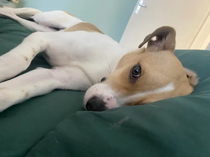 Cachorro ra a SRD-ViraLata idade 7 a 11 meses nome DOA-SE A QUITA!! ??