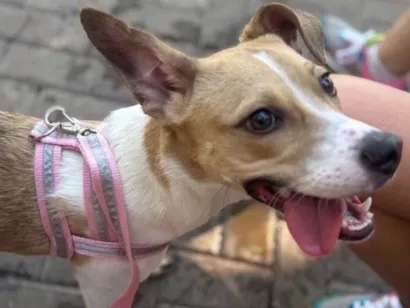 Cachorro raça SRD-ViraLata idade 7 a 11 meses nome DOA-SE A QUITA!! ??