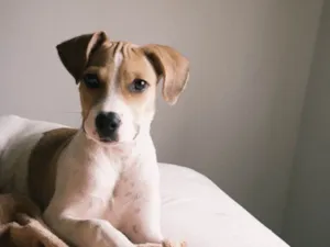 Cachorro raça SRD-ViraLata idade 7 a 11 meses nome DOA-SE A QUITA!! ??