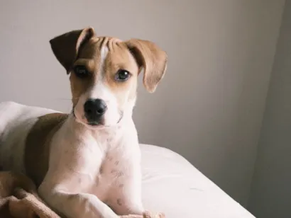 Cachorro raça SRD-ViraLata idade 7 a 11 meses nome DOA-SE A QUITA!! ??