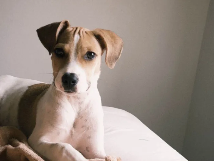 Cachorro ra a SRD-ViraLata idade 7 a 11 meses nome DOA-SE A QUITA!! ??