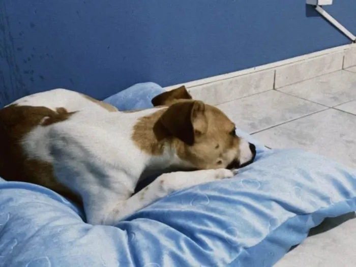 Cachorro ra a SRD-ViraLata idade 7 a 11 meses nome DOA-SE A QUITA!! ??