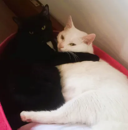 Gato raça SRD-ViraLata idade 7 a 11 meses nome Kevin e Ludmilo 