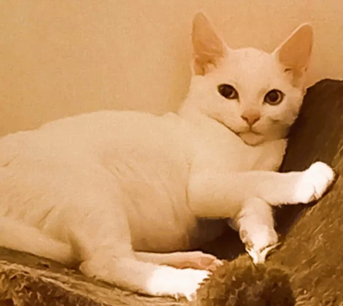 Gato ra a SRD-ViraLata idade 7 a 11 meses nome Kevin e Ludmilo 