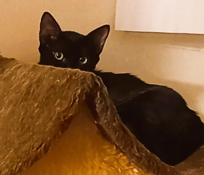 Gato ra a SRD-ViraLata idade 7 a 11 meses nome Kevin e Ludmilo 