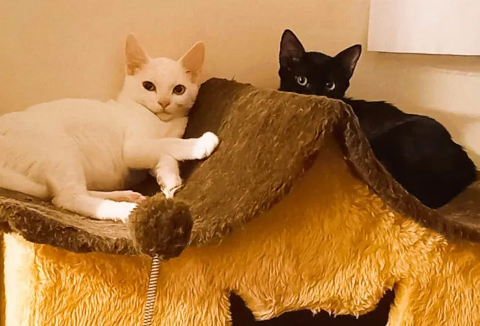 Gato ra a SRD-ViraLata idade 7 a 11 meses nome Kevin e Ludmilo 