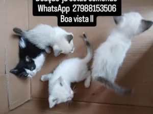 Gato raça Siamês idade Abaixo de 2 meses nome Carla, preguiça, arteiro, e comilão 