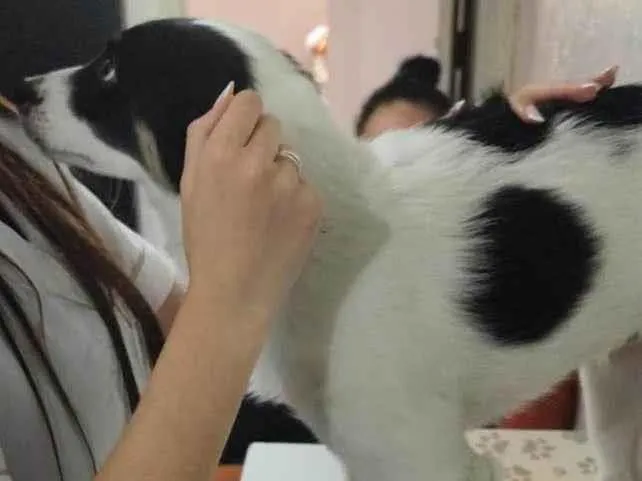 Cachorro ra a SRD-ViraLata idade 2 a 6 meses nome Thor