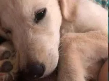 Cachorro raça SRD-ViraLata idade 7 a 11 meses nome Luna