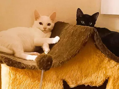 Gato raça SRD-ViraLata idade 7 a 11 meses nome Kevin e Ludmilo 