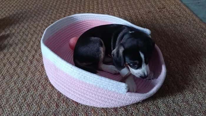 Cachorro raça SRD-ViraLata idade Abaixo de 2 meses nome Cachorrinhas