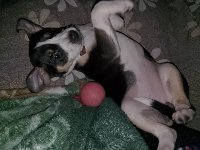 Cachorro raça SRD-ViraLata idade Abaixo de 2 meses nome Cachorrinhas