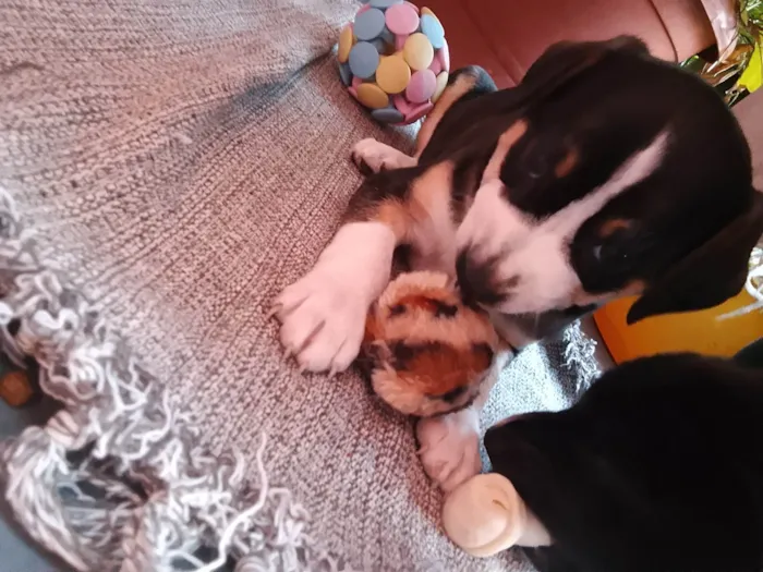 Cachorro raça SRD-ViraLata idade Abaixo de 2 meses nome Cachorrinhas