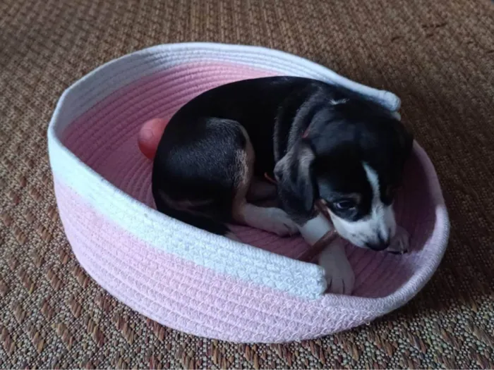 Cachorro raça SRD-ViraLata idade Abaixo de 2 meses nome Cachorrinhas