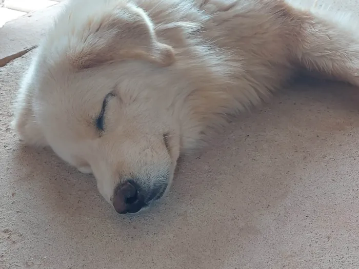 Cachorro ra a Husky Siberiano idade 2 anos nome Sancara
