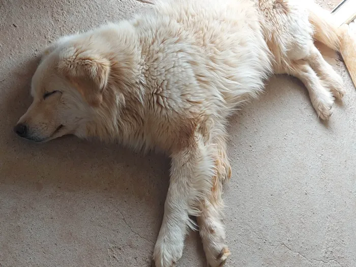 Cachorro ra a Husky Siberiano idade 2 anos nome Sancara