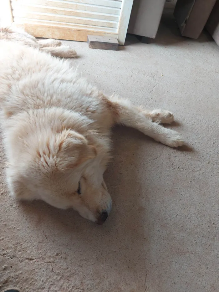 Cachorro ra a Husky Siberiano idade 2 anos nome Sancara