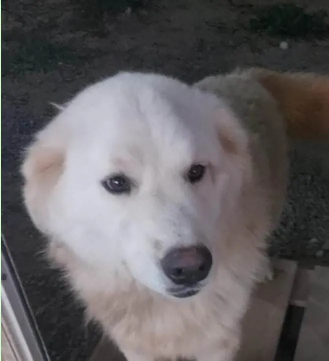 Cachorro ra a Husky Siberiano idade 2 anos nome Sancara