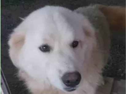 Cachorro raça Husky Siberiano idade 2 anos nome Sancara