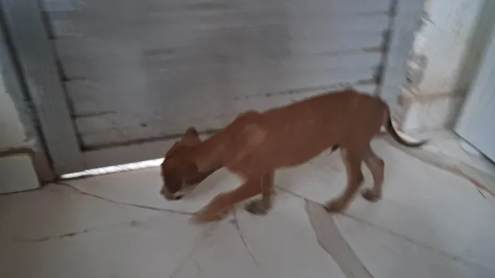 Cachorro ra a SRD-ViraLata idade 2 a 6 meses nome Sem nome